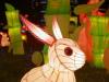 Кролик: описание и характеристика